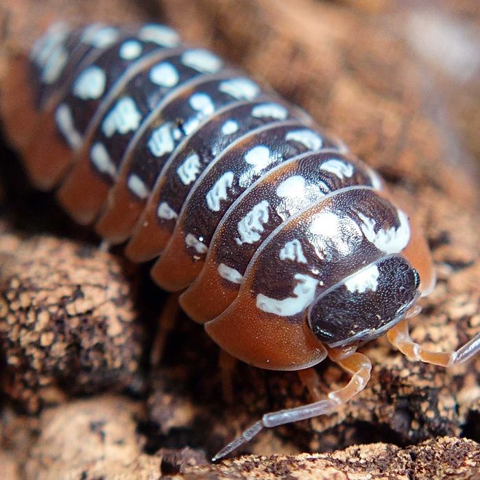 Armadillidium werneri, isopody, 10 szt.