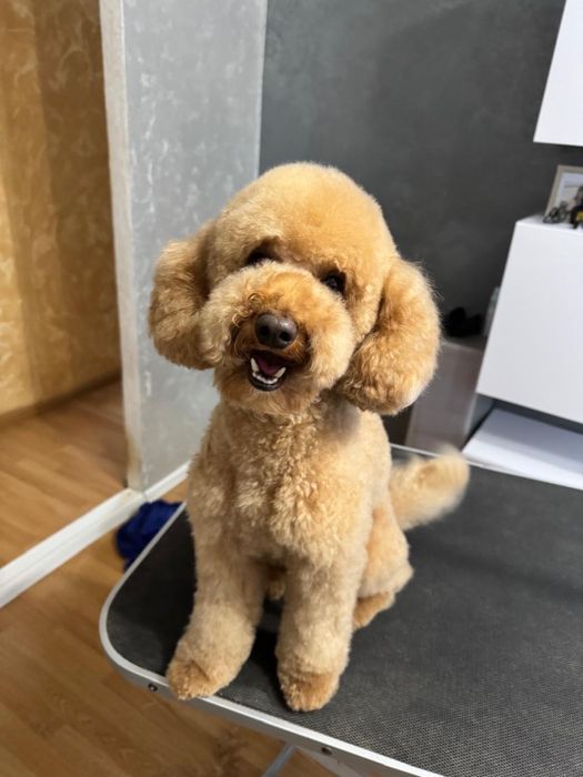 Надаю послуги грумера