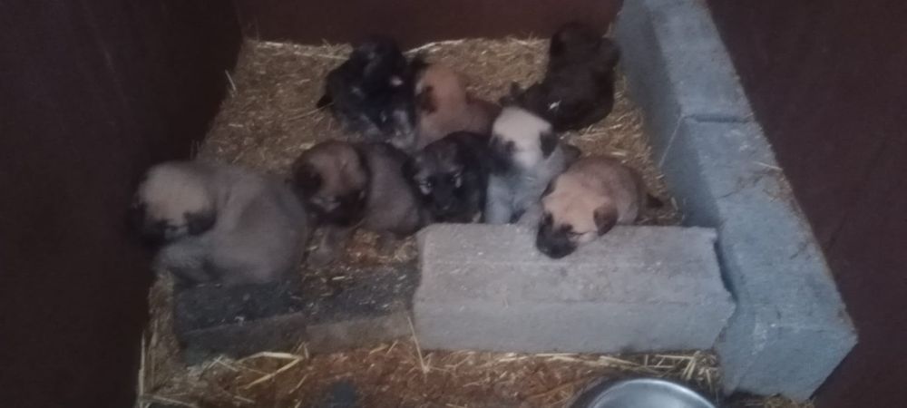 Adoção cachorros cruzados pastor alemão e serra da estrela puros