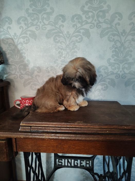 Shih tzu złota suczka z rodowodem REZERWACJIA