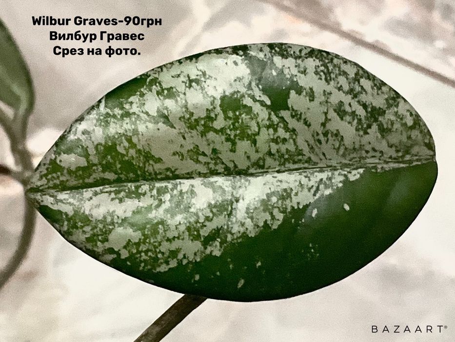 Хойя срез сорта