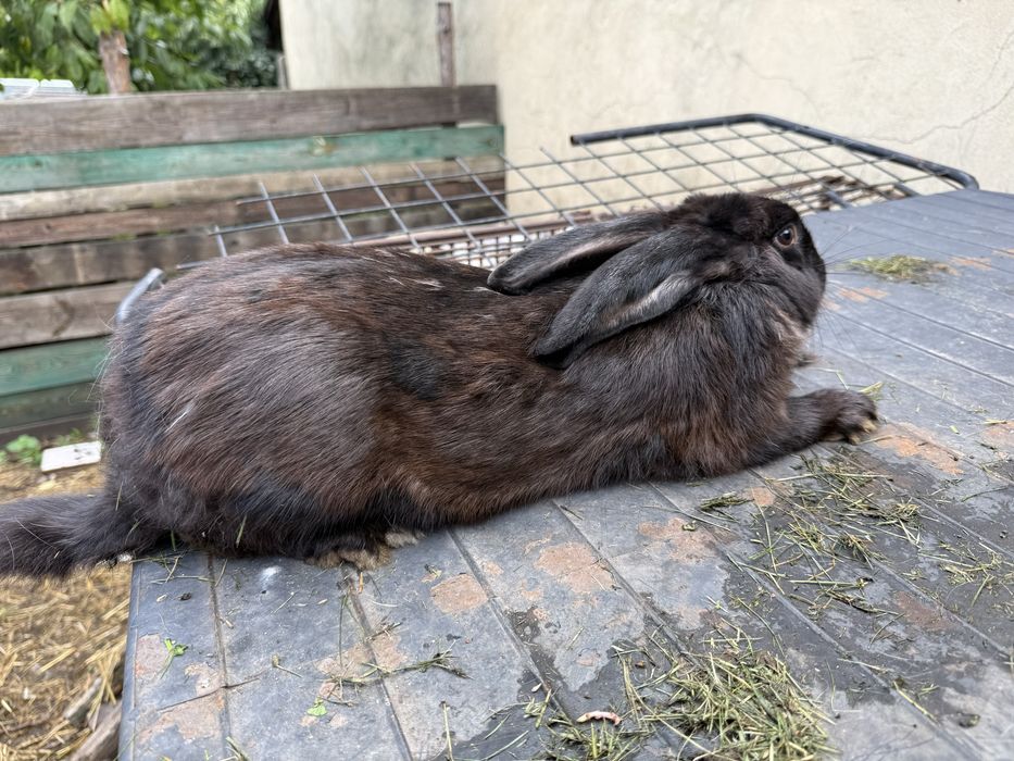 Kroliki male i duze