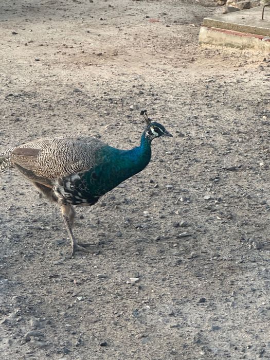 Vendo Pavões coloridos