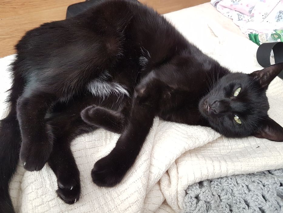 Koteczka Cleo szuka domku