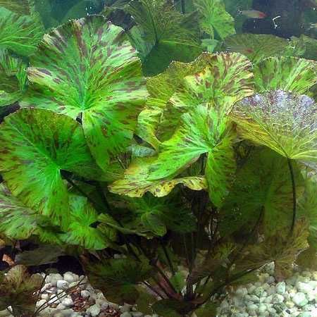 Roślina akwariowa Lotos tygrysi czerwony piękne