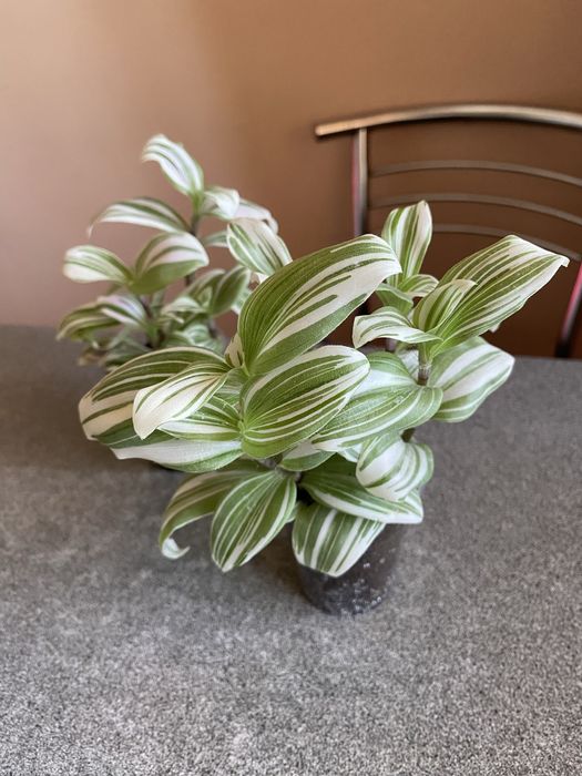 Фікус Амстел кінг/Строманта/Філодендрон