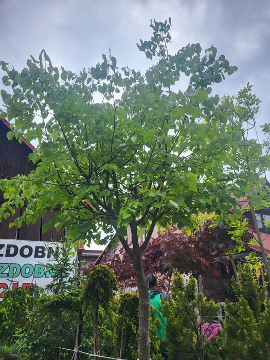 Lipa drobnokwiatowa Duża