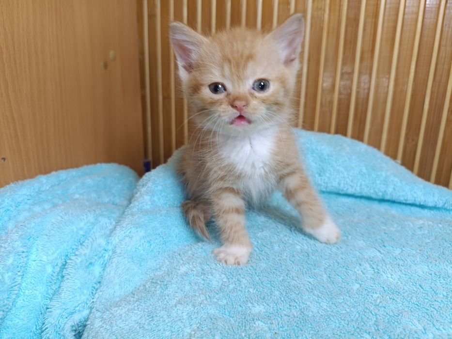 Шотландские вислоухие котята золотая шиншилла
