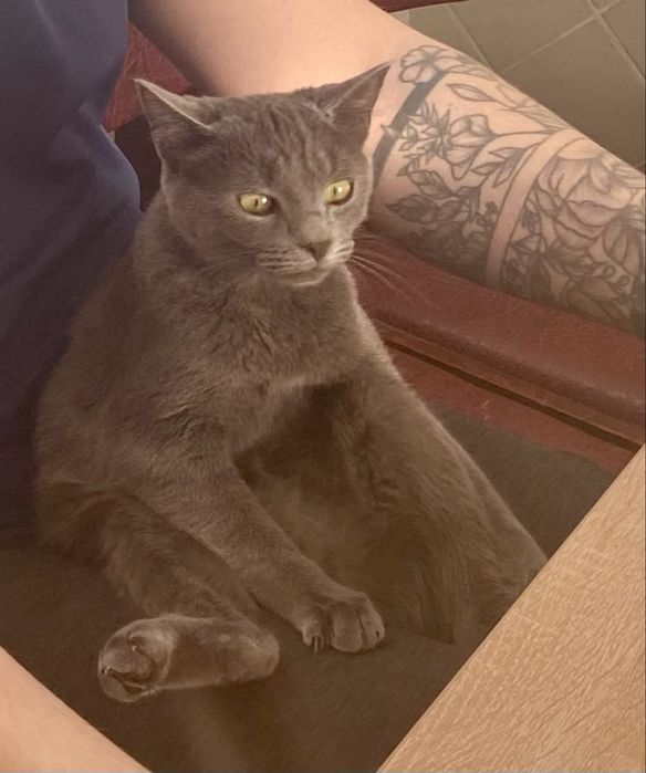 Віддам кошеня в добрі руки 5-6 місяців