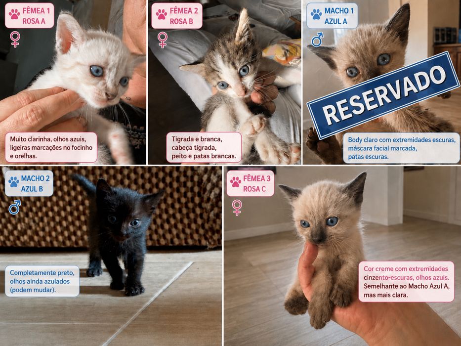 Procuram-se famílias responsáveis para 5 gatinhos bebés