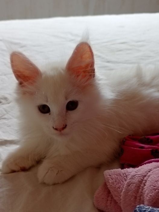 Linda gatinha branca  Maine Coon