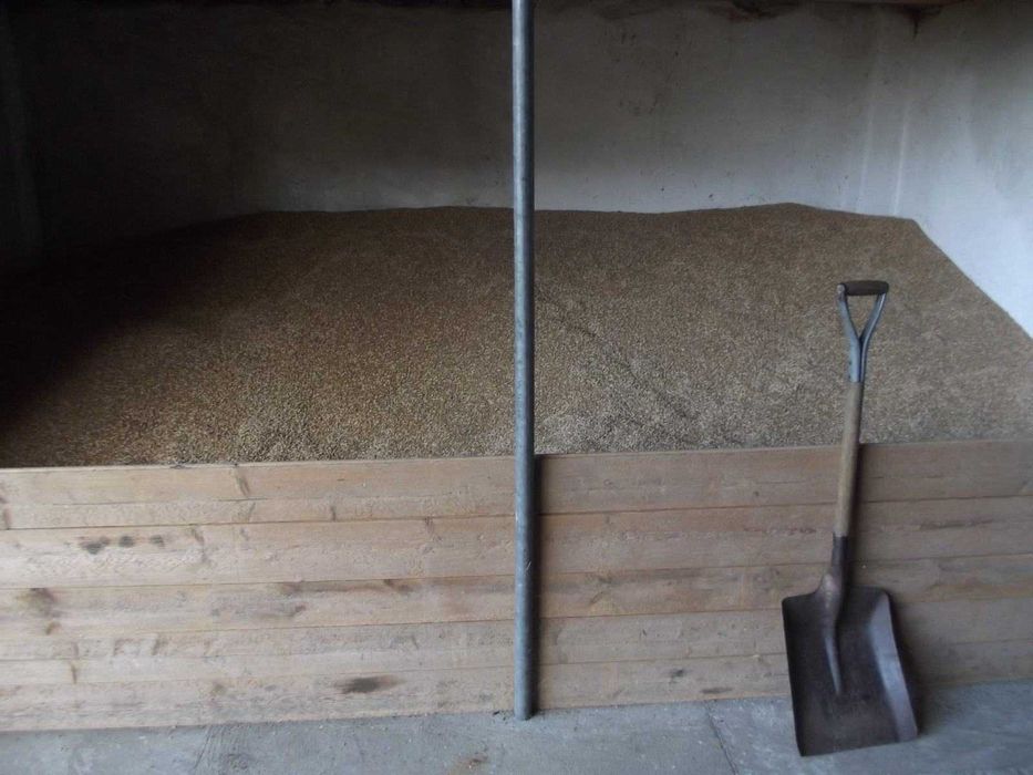 Pszenżyto  ozime sprzedam