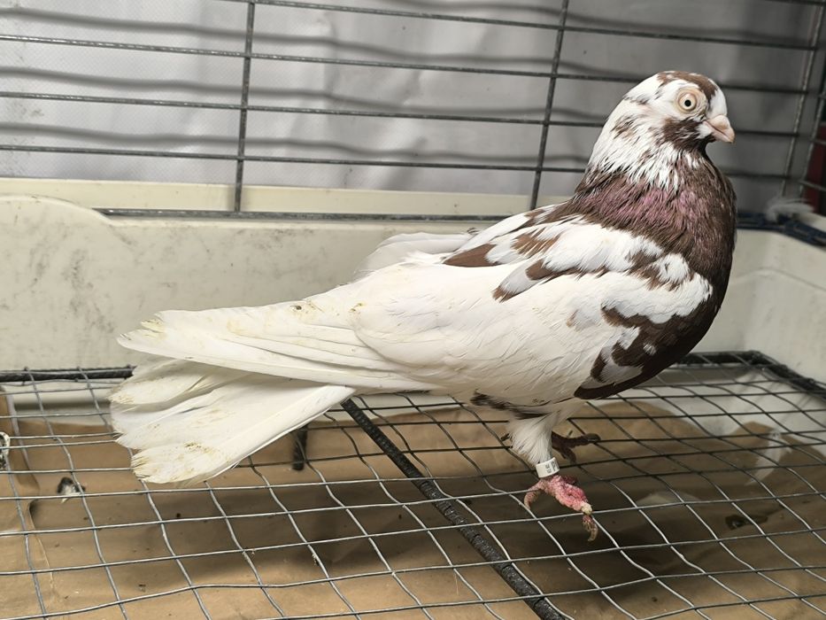 Gołębie zamojskie czerwono rabe, zmienniaki