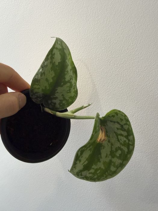 Scindapsus silver ann