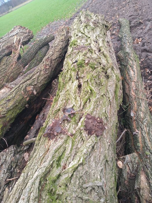 drewno tartaczne kominkowe opałowe paletowe