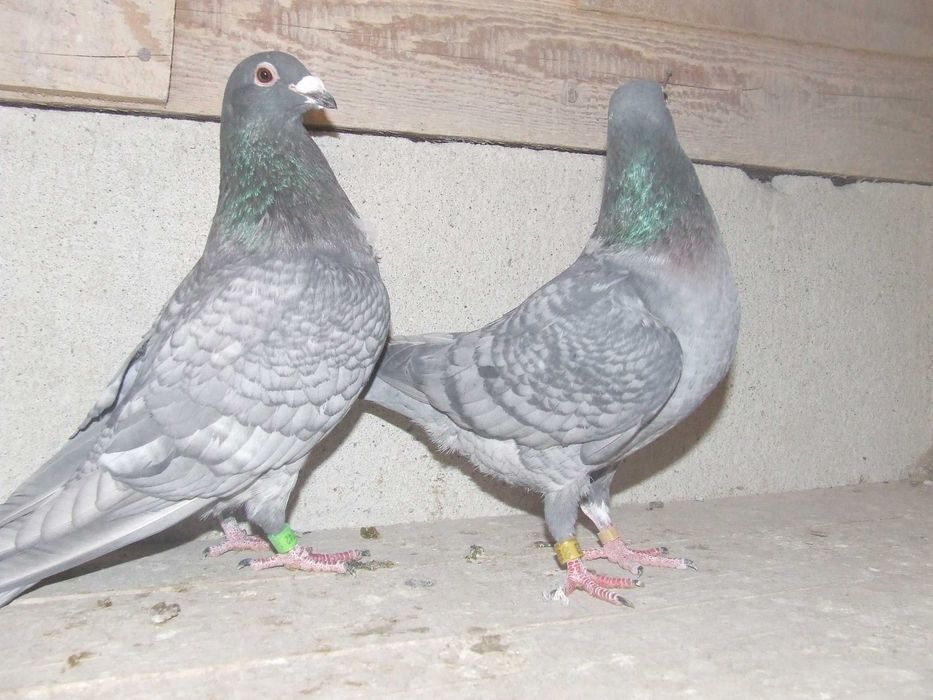 Gołębie pocztowe ozdobne /nowa aukcja/