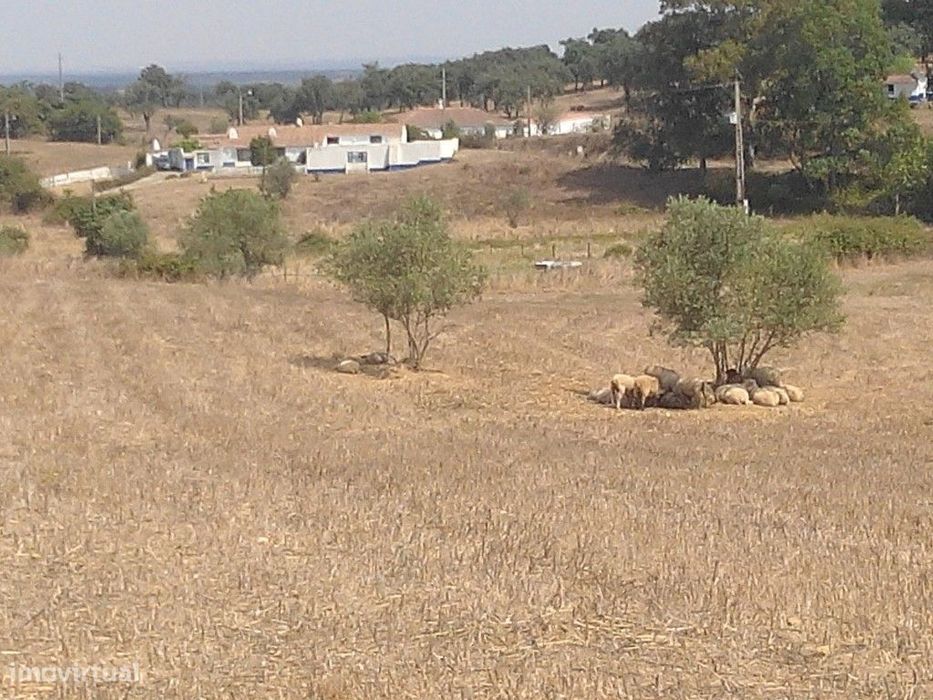 Monte Alentejano para recuperar.