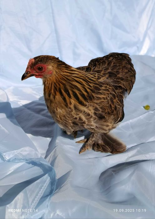 Продам кохинхин карликовый