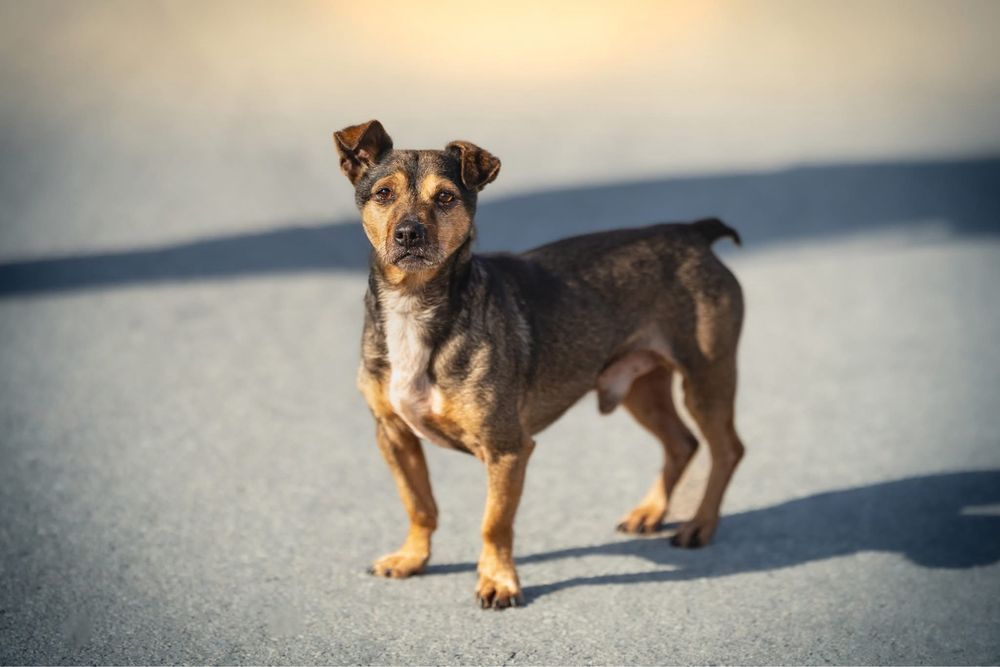 Mały wrażliwy uroczy Minio do adopcji