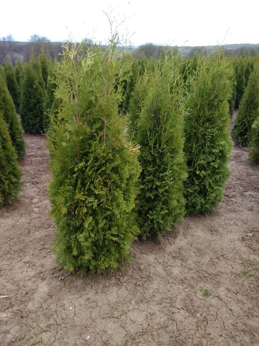 Туя смарагд От1. 00-2.70м. Туя колумна