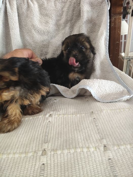 Yorkshire Terrier