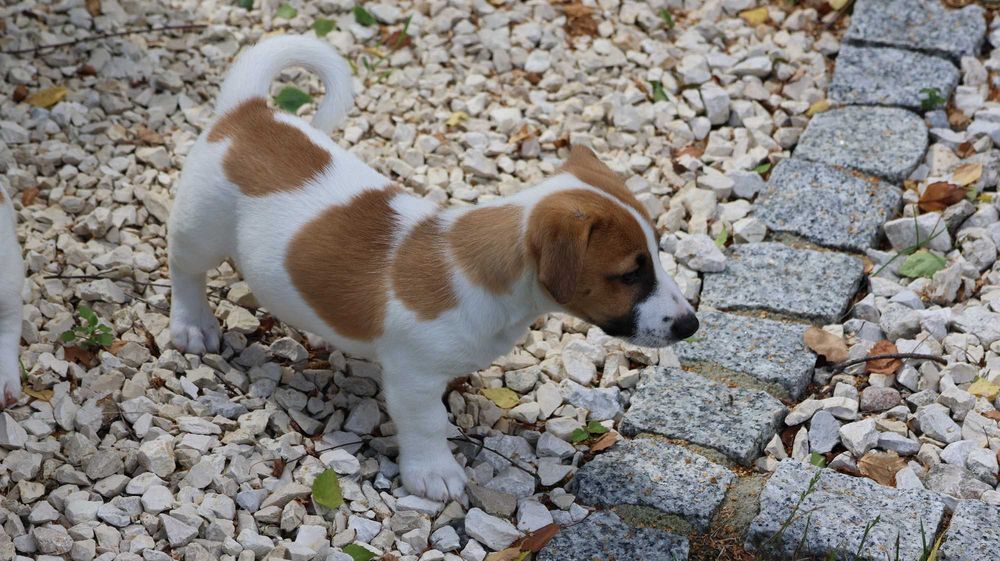 Piesek Jack Russell Terrier z hodowli "BREFIO"/ do odbioru