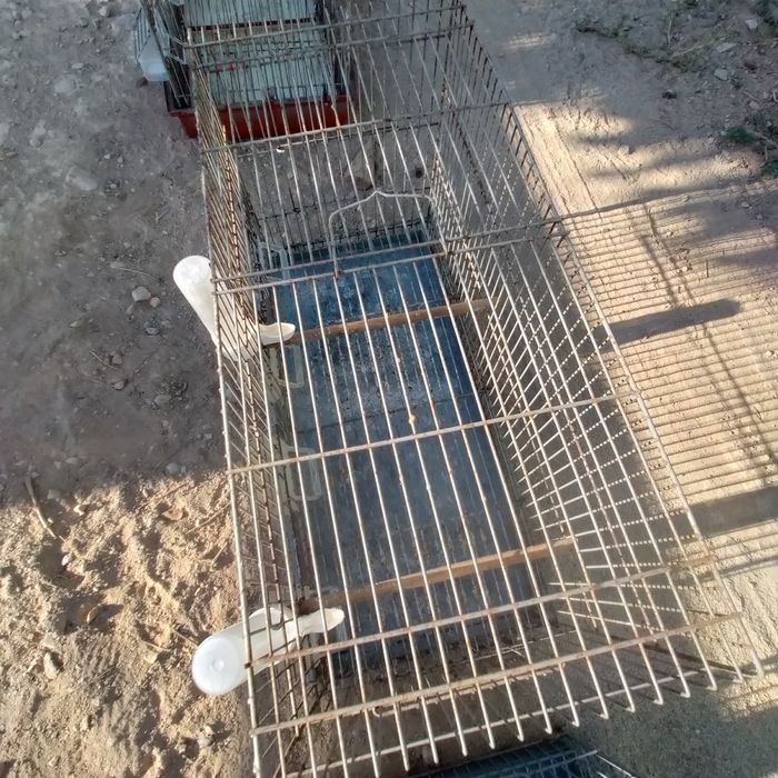 Gaiolas para canários