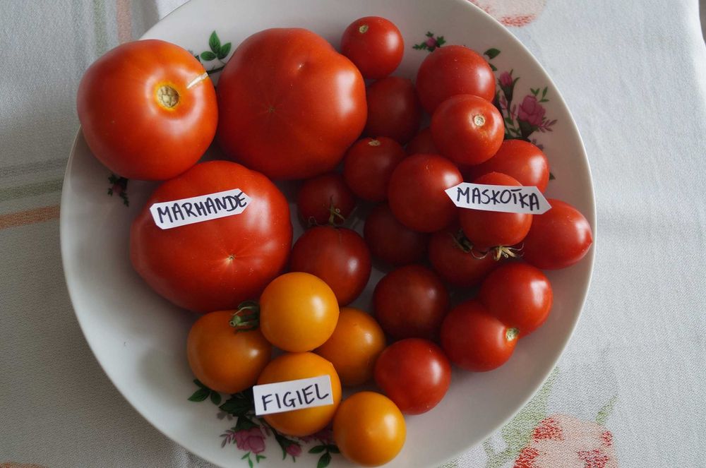 Nasiona pomidorów Bawole serce i inne