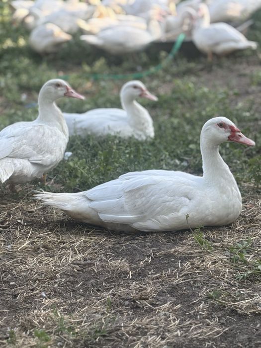 Продам Білих мускусних качок важкої німецької лінії на племя