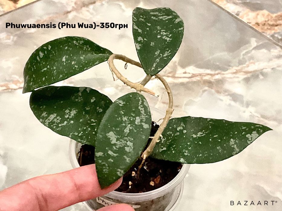 Хойя разные сорта. Дисхидия