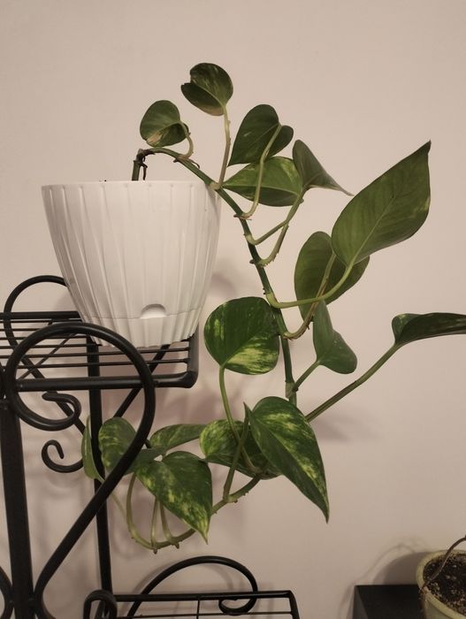 Epipremium złociste