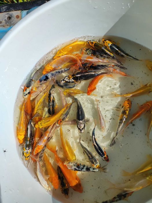 wylęg karpia koi po japońskich tarlakach,karaś kolor,jesiotr,lin,karp