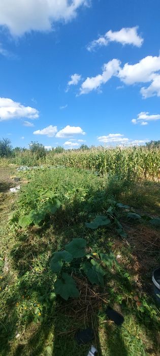 Продам дом в Солоницевском Отг (п .Ольшаны)