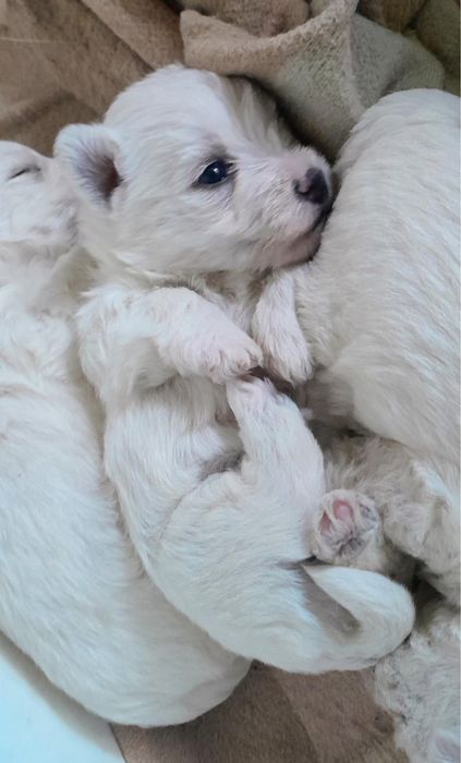 West Highland White Terrier - suczka (szczenię)