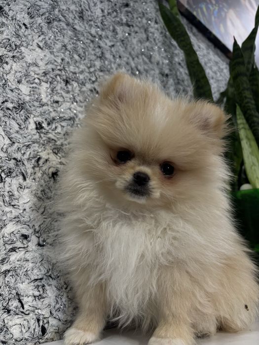 Померанский шпиц