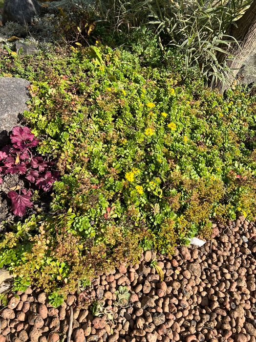 Очиток (Седум) камчатский, розсада.