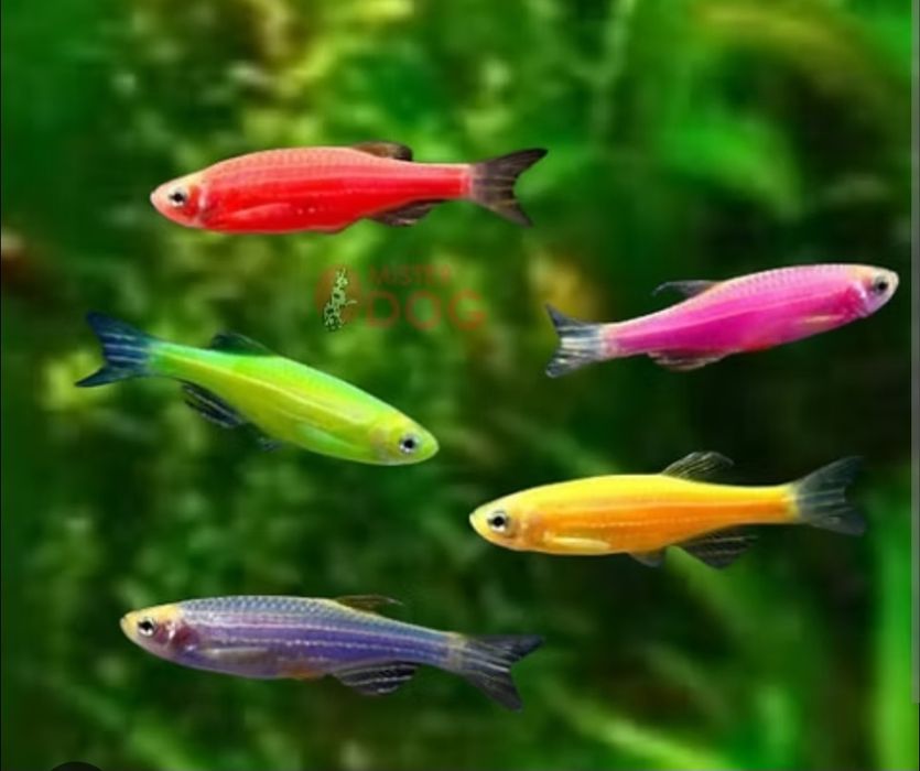 Даніо – невибагливі рибки