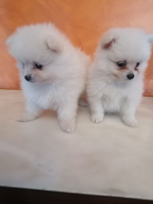 Spitz alemão pequenino