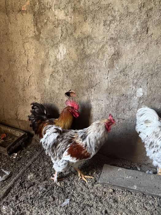 Galos de diferentes raças