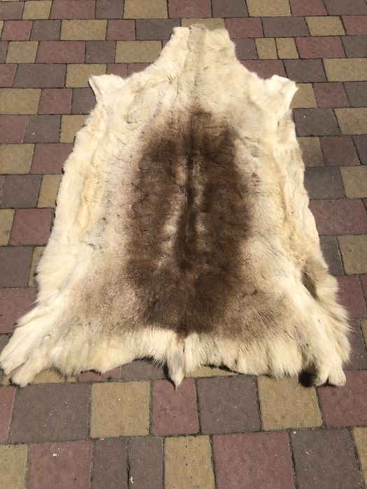 Продам шкіру вовка