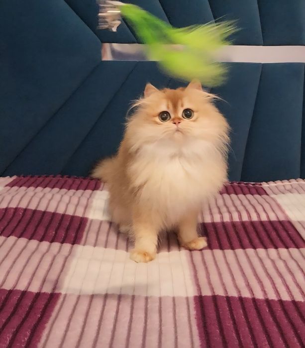 Шотландське кошеня золота шиншила