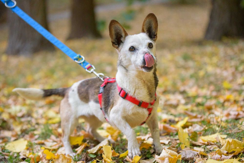 Malutka śliczna łaciata sunia Lipia szuka miłości na całe życie