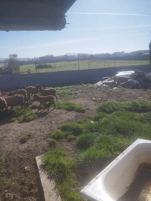 Ovelhas de quinta