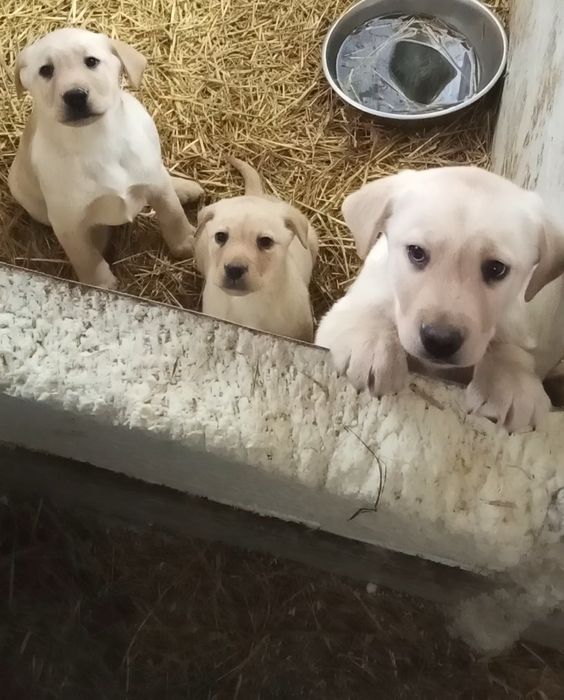 Labrador Retriever Z Rodowodem