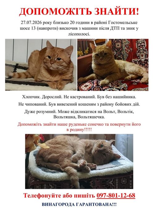 Шукаю кота. Допожіть знайти!