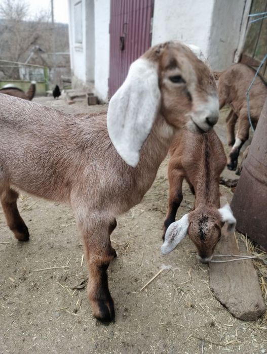 Англонубійські кози та козенята
