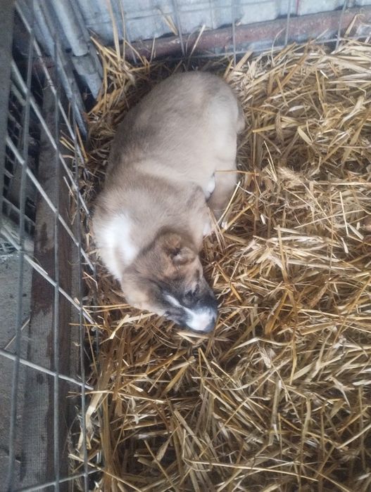 Owczarek środkowoazjatycki