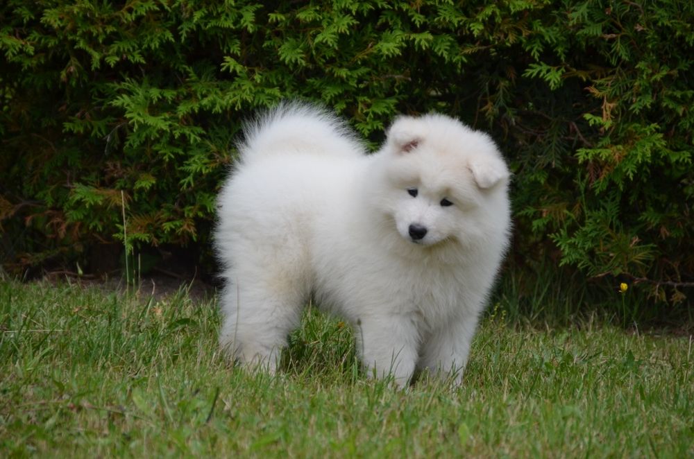 Samoyed ZKwP FCI