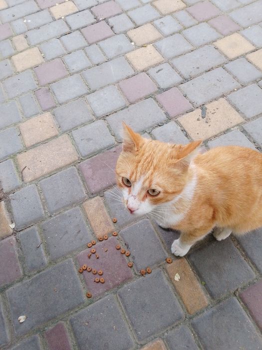 Помогите котикам с кормом