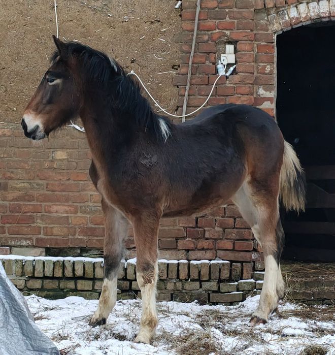 Ogier Ślązak sprzedam